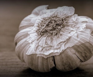 Why is Garlic so important to us