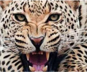 Uttarakhand will help in increasing the tiger population in Rajasthan, CM Dhami gave these instructions