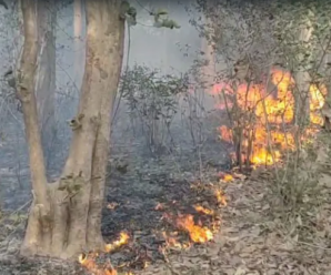 Uttarakhand Forest Fires Rage Across 208 Locations, 130 Hectares Affected