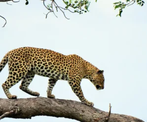 Woman, 55, Mauled To Death By Leopard In Uttarakhand, Wild Cat Shot Dead