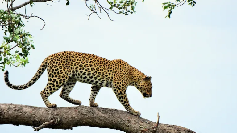 irn22318_leopard-generic_625x300_03_October_24