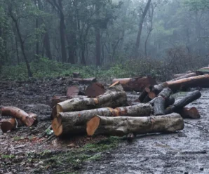 3,000 Trees Face Axe For Uttarakhand Road Project, Activists Up In Arms